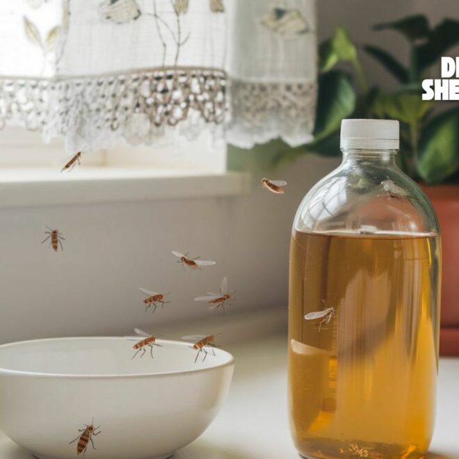 Does Apple Cider Vinegar Get Rid of Gnats?