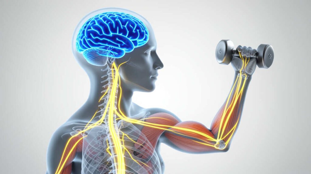 How Does the Brain Control Voluntary Movement? A Guide