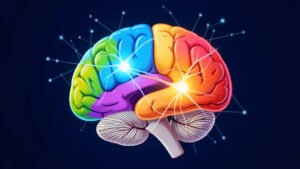 How Does the Human Brain Work? A Complete Guide