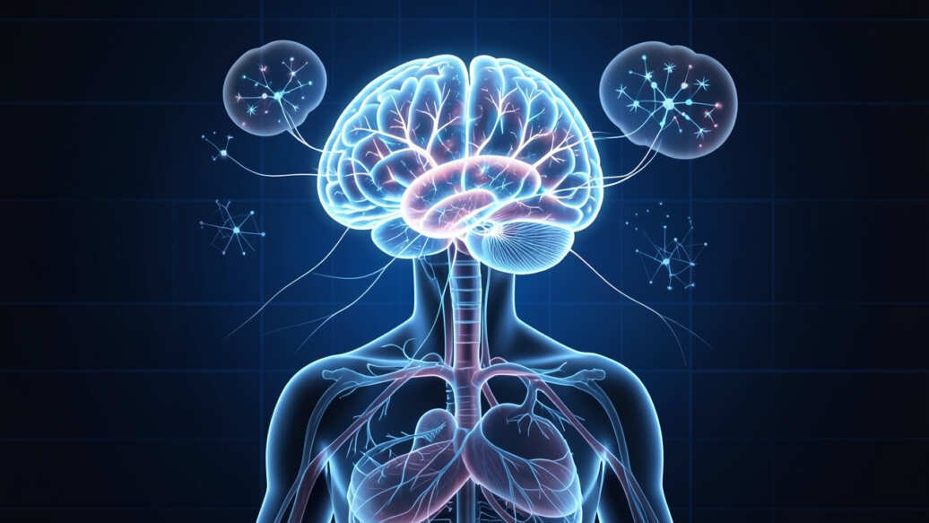 How Does the Human Brain Work to Control Your Body and Mind?
