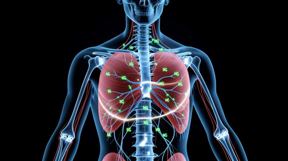 What Does Magnesium Actually Do in the Human Body?