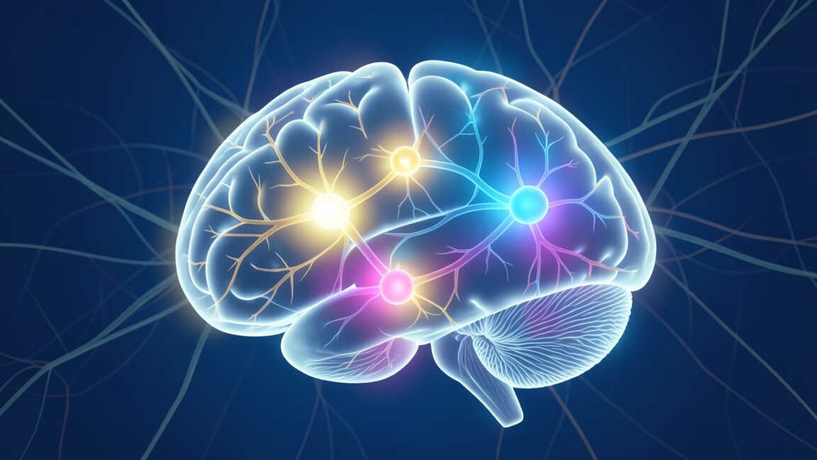 What Factors Influence How the Brain Decides What Information Is Important?