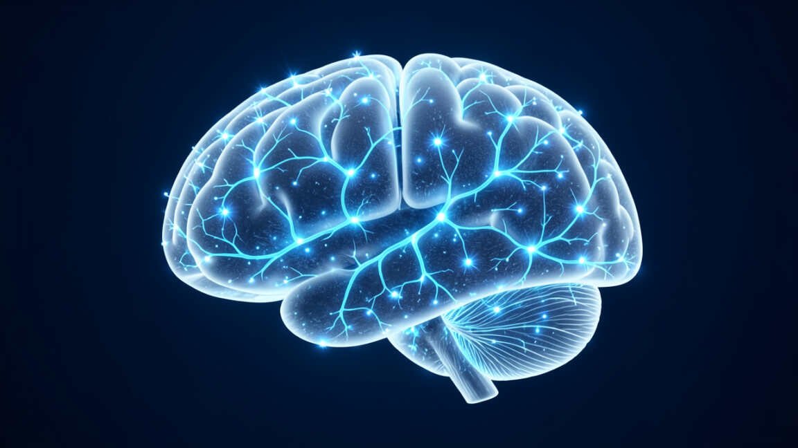 What Is the Human Brain?