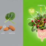 Why Food Combos Change Nutrient Absorption Explained